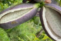 怎么判断八月瓜是否成熟，尚未成熟不可食用