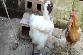 乌鸡要如何养殖，主要就是由于卫生问题