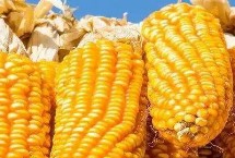 凤田405玉米栽培技术要点，4月下旬－5月上旬播种