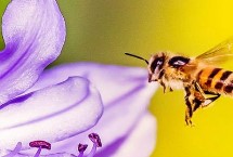 巢脾熏闷，用巢脾熏闷来增强诱蜂洞的吸引力