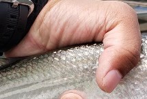 翘嘴繁殖速度快吗，科属和食性均不同