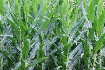 濮单12玉米栽培技术要点，大喇叭口期防治玉米螟虫