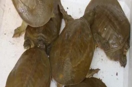 中华鳖能长多大，需要每月更换池水1次