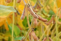 广民5号大豆栽培技术要点，种植密度