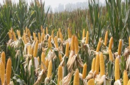 康农玉606玉米栽培技术要点，适宜播种期3月下旬至4月下旬