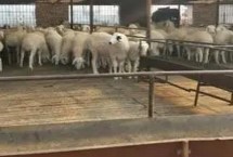 圈养羊饲料配方，可以在饲料中添加牧草和红薯藤