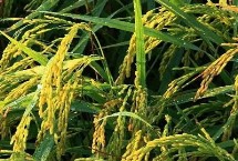 唯农211水稻栽培技术要点，该品种主茎13片叶