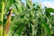 甜冠818玉米栽培技术要点，4月中旬播种