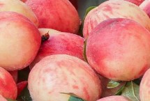 好吃又甜的蜜桃品种，推荐金秋红蜜桃、香山水蜜桃、阳山水蜜桃等