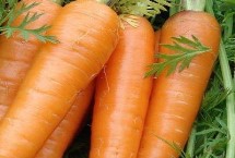 胡萝卜喜阴还是喜阳，生长期间需要保证光照充足