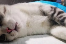 公猫绝育后乱拉乱尿怎么办，可能是体内的激素还没有消退