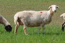 养羊公母比例，这四个方面不容忽视