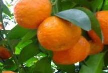 沙糖桔采后如何修剪，整个生长过程中都要加强田间管理