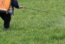 小麦三月份还能不能打除草剂，未进入拔节期可以适当的使用