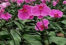 光照，防止直接用自来水浇花