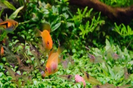 金波子多大开始繁殖，是荷兰凤凰的变种