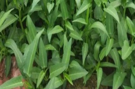 种植空心菜要注意什么，早春可直接撒播种子