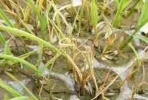 立枯病的发病原因，水稻旱育秧主要病害之一