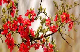 海棠花的代表品种，株形、叶片、花朵、花期均不同