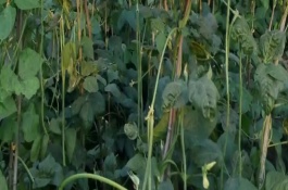 豆角叶子发黄的原因，缺少水肥或光照、农药过多、病虫危害都会造成