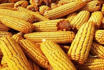 SBS902玉米栽培技术要点，4月中旬播种