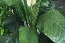 绿巨人植物叶子焦黄的原因，一般2天浇一次水