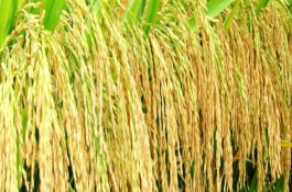 丰优800水稻栽培技术要点，6月20日左右播种