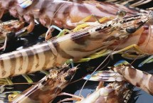 形态特征，是重要的经济虾类之一