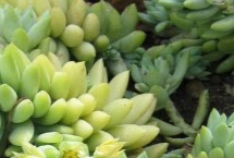 繁殖方式，可进行叶插、播种、分株