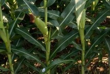 宣会8号玉米栽培技术要点，两年区试平均生育期132天