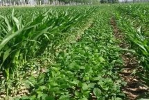 郑1307大豆栽培技术要点，黄淮海夏大豆普通型品种