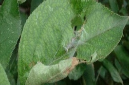 五味子卷叶虫简介，可以使用辛硫磷、磷铵乳油等