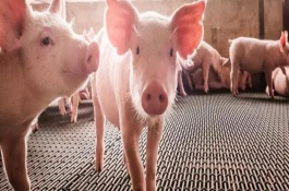 新手养猪注意事项，保持适温、饲喂母乳非常重要