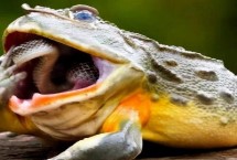 蟾蜍能活多久，会捕食蛇类且不罕见