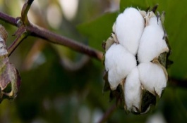 鲁8H29棉花栽培技术要点，生育期119-121天