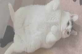 猫咪肥胖的危害，可减少摄入量、选用减肥猫粮等