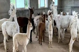 羊驼一天食量多少，一定要注意养殖密度