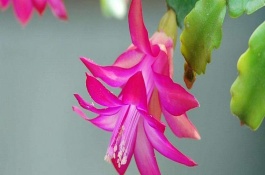 蟹爪兰花期如何养护，夏季一般1-2天浇水1次