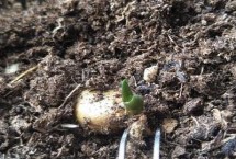 君子兰的育苗方式，种子要求颗粒饱满、个头充实、无病虫害