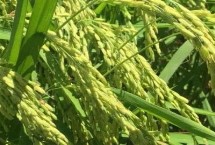 青香优香九水稻栽培技术要点，每亩基本苗8万－10万