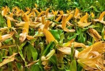 稼农3108玉米栽培技术要点，密度4000—4500株/亩