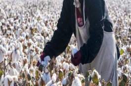 硕丰棉1号棉花栽培技术要点，生育期平均126天