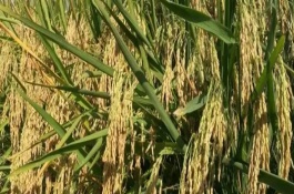 糯1优687水稻栽培技术要点，湘中5月25日播种