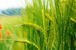 中信麦9号小麦栽培技术要点，10月10-15日播种