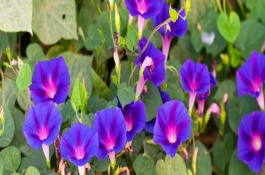 牵牛花的品种，属于一年生缠绕草本植物