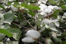 金垦1947棉花栽培技术要点，高抗枯萎病枯萎病指4.1