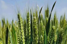 山农17小麦栽培技术要点，适宜播种期10月上旬