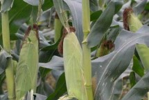 贵卓玉7号(区试名称：ZH2021)玉米栽培技术要点，生育期128.6天