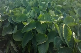 槟榔芋种植高产技术正确方法，选择氮磷钾复合肥施肥