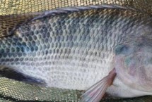 罗非鱼作钓技巧，食性因个体大小不同而不同